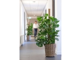 drypot plant hallway